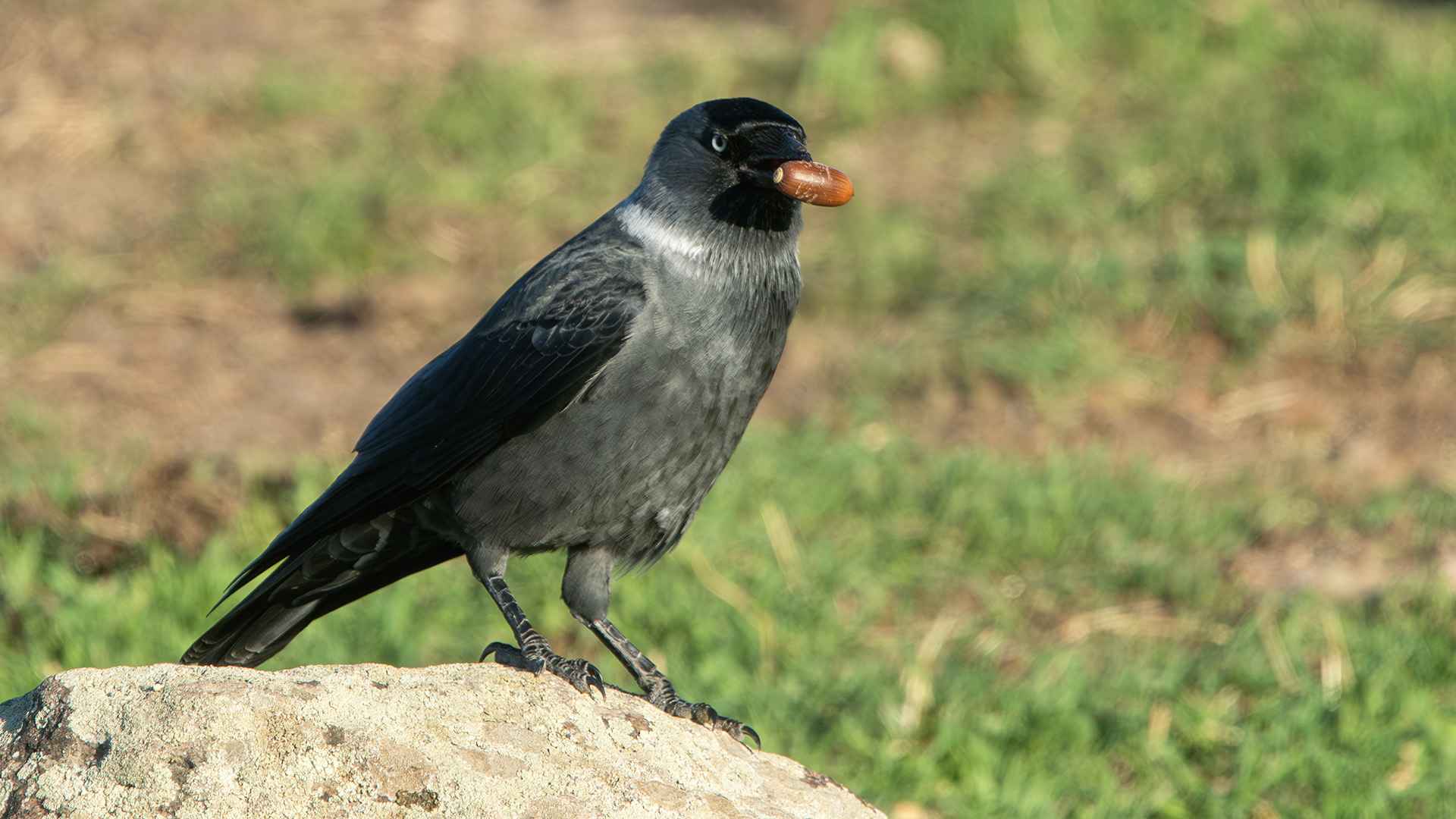 Eurasian Jackdaw